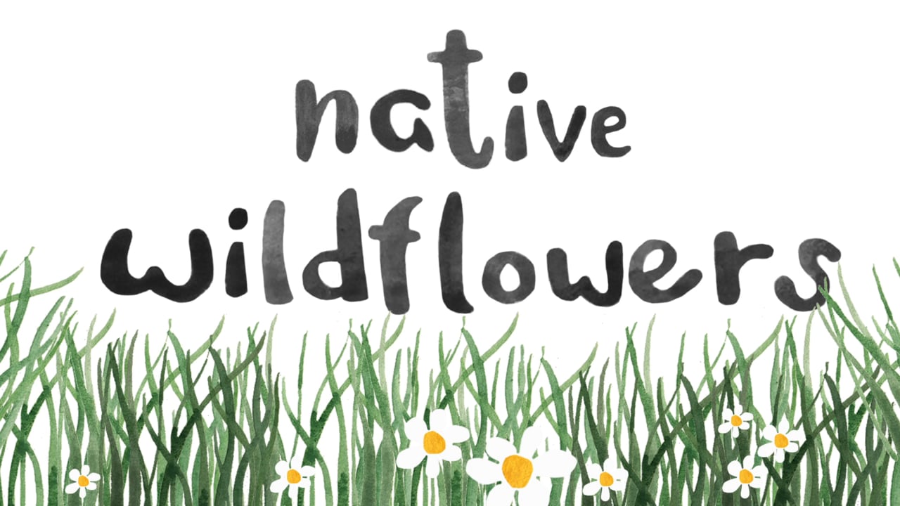 bizzy flo native wildflowers video thumbnail