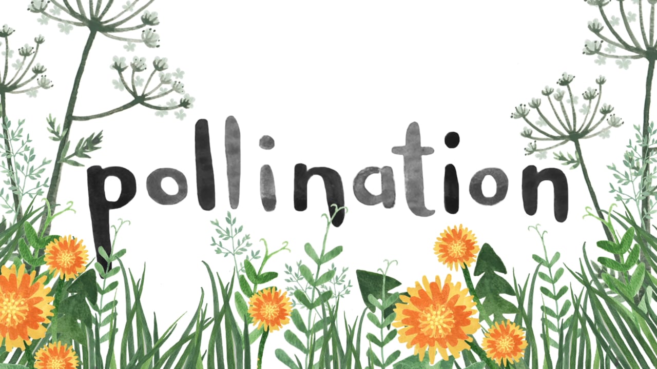 bizzy flo pollination video thumbnail