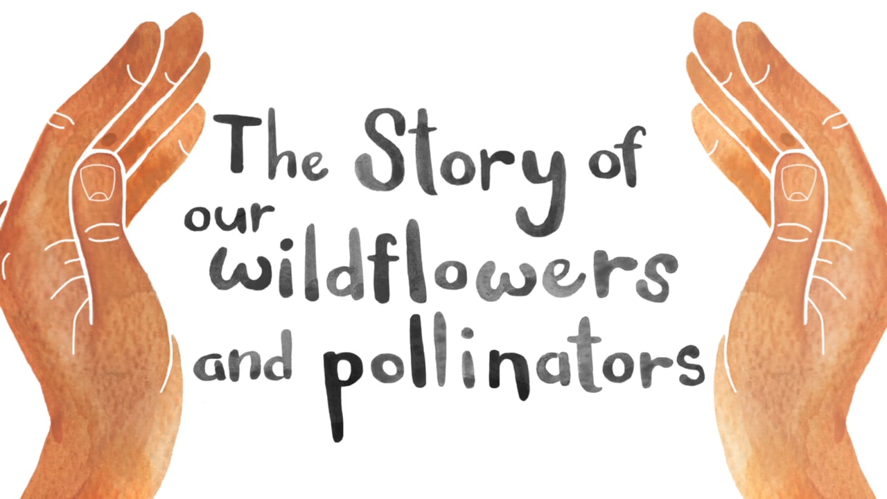 bizzy flo our wildflowers and pollinators video thumbnail